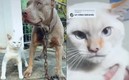 Gatito tiene problemas de personalidad.