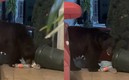Captan a este enorme oso en vivienda.