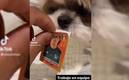 Perrito se hizo viral por ayudar a despegar estampas del álbum de Qatar 2022 (Foto: Captura)