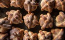 Pan de muerto / Especial