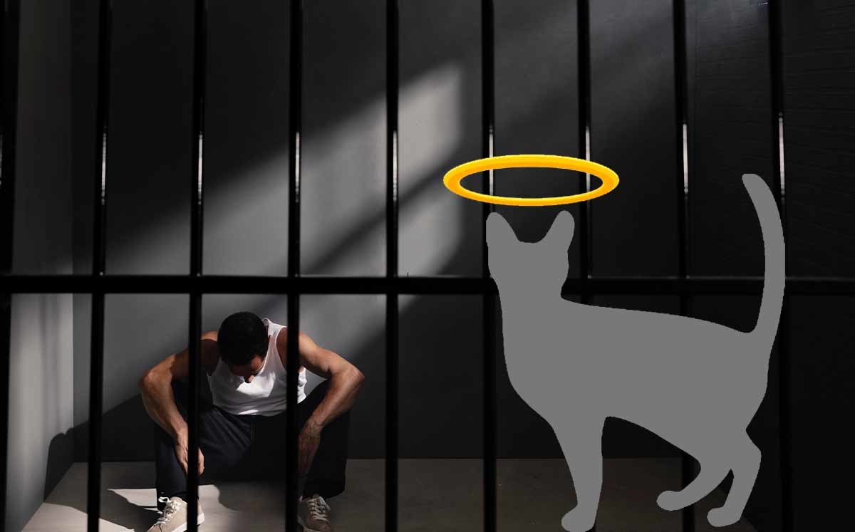 ¡Ejemplar! En Costa Rica dan 2 años de prisión a hombre por matar gato