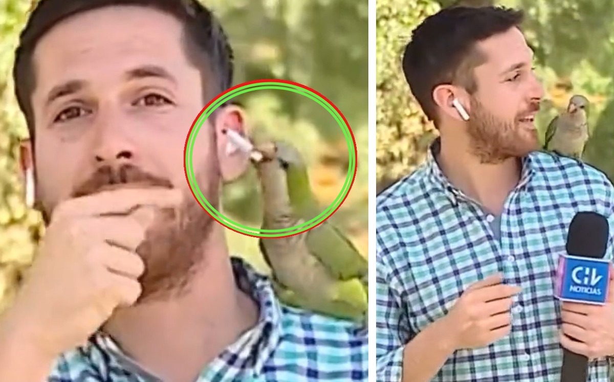 ¡Insólito! Loro le robó a reportero en transmisión en vivo VIDEO