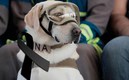 La perrita Frida ha muerto, pero jamás la olvidaremos. (Foto de Notimex)