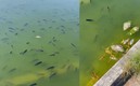 Peces muriendo en el Lago de Chapultepec. FOTO: @FelipeCalderon