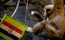 Kent es el líder de los gibones en el zoológico de Zagreb. (FOTO: AFP)
