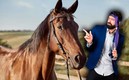 El borracho compró un caballo en una subasta por medio de redes sociales. (Freepik)