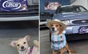 Agencia Lipari usa perritos como modelos. FOTO: @automotoreslipari