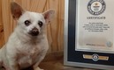 'Spike' el perro más longevo. FOTO: Guinness World Records