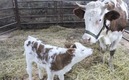 Vacas / Twitter