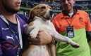 Perrita fue resguardada en el Estadio BBVA. (Foto: Mexsport)