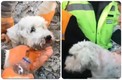 Perrito fue salvado en Turquía | Capturas de pantalla