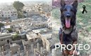 'Proteo', perro rescatista mexicano murió en Turquía (Reuters | @sedenamx)
