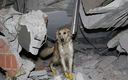 Kokup, el golden retriever que salvó cinco vidas pese a estar herido. (TRT HABER)