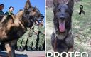 Proteo, perro rescatista mexicano que falleció en Turquía. (Alfonso Durazo y Sedena)