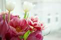 Tulipanes | Pexels