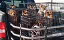 'Perritos Laguneros' realizan ferias de adopción en Torreón (Facebook Perritoslaguna)