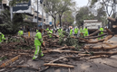 Los vientos han tirado algunos árboles en la CDMX | @SGIRPC_CDMX