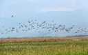 El brote de gripe aviar en Israel ha matado a más de 5 mil aves migratorias (Reuters)