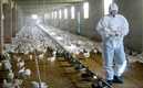 México registró el primer caso de gripe aviar H5N1 (EFE)