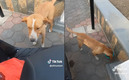 El perrito de la calle fue alimentado. (FOTO: Captura)