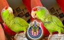 El perico llamado Mayo se volvió tendencia en redes sociales. Foto: (Especial)