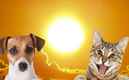 México vive una fuerte ola de calor, la cual también afecta a los animales (Especial)