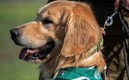 Las mascotas son robadas y piden castigo de cárcel. (Foto: AFP)