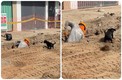 Perrito ayuda a excavar a su dueño | Capturas de pantalla