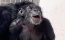 La tierna reacción de una chimpancé se volvió viral (Instagram @savethechimps)