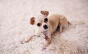 Perro, infaltable en las familias mexicanas (Foto: Pexels)
