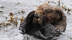 Una nutria marina ha causado conmoción en California. Foto: AFP