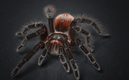 Tarántula / Pixabay