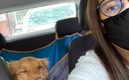 Uber para perritos (Foto: TikTok)