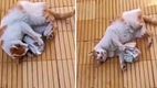 El animal traía entre sus patas dinero (@yvonnecarballoennovy)
