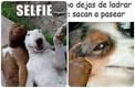Memes de perros | Twitter