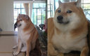 El famoso perro de raza Shiba-inu de los memes (Instagram @balltze)
