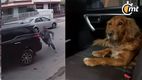 Perrito toma el volante y choca la camioneta | Capturas de pantalla
