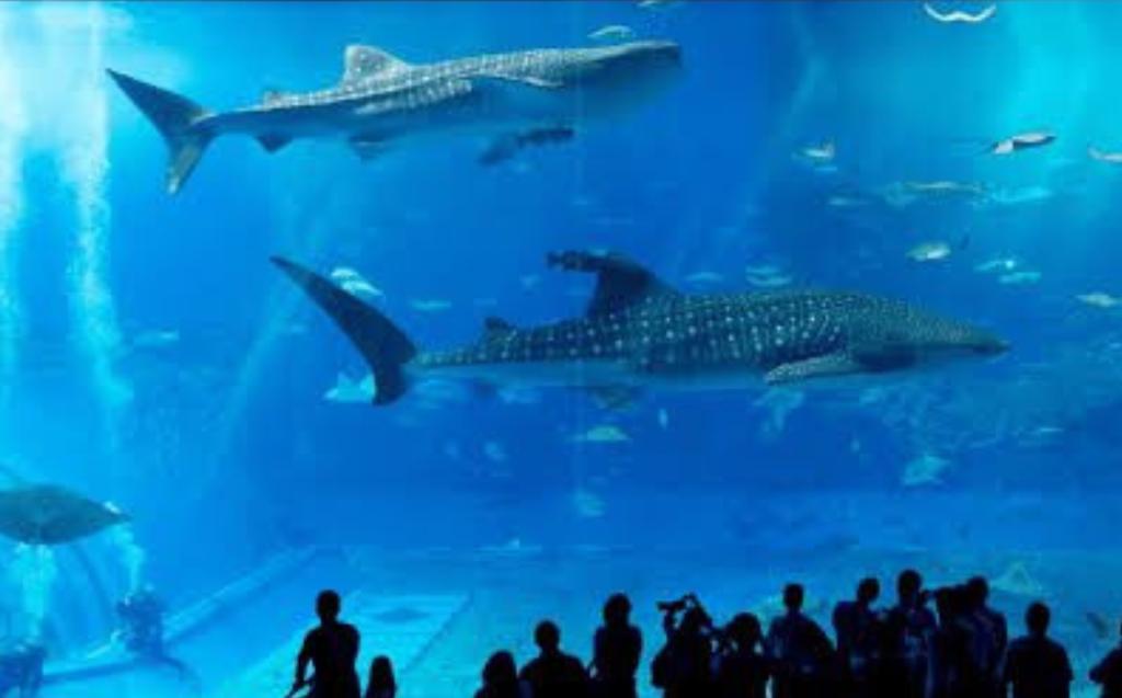 Acuario Tepeyac en CDMX será el más grande de Latinoamérica | FOTOS