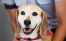 Los perros tienen habilidades que se desconocían. Foto: EFE