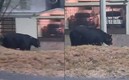 Oso aparece en Monterrey (Foto: Captura)