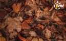 Otoño