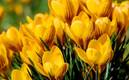 Flores amarillas, la nueva tendencia (Especial)