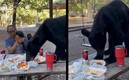 El oso se comió las enchiladas y los tacos.