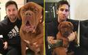 Desde 2016, Messi adquirió al perro de raza dogo de Burdeos. Foto: (Especial)