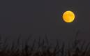 La Luna de Cosecha se podrá ver claramente ya que hay pronóstico de cielo despejado. Foto: (Especial)