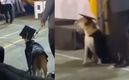 Perrita se gradúa de la universidad y se hace viral| VIDEO