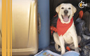 Una aerolínea exclusiva para perros. (FOTO: Freepik