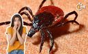 ¿Dónde residen las garrapatas?