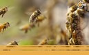 Abejas africanizadas en México (Foto: Getty Image)
