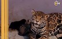 Zoológico de Chapultepec da bienvenida a tres cachorros jaguar: video